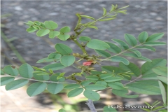Indigofera tinctoria